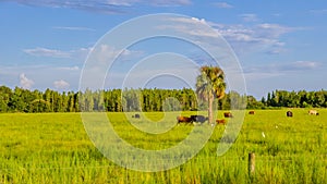 Beautiful shot of cattle and cattle egrets in a field near Wesley Chapel, Florida