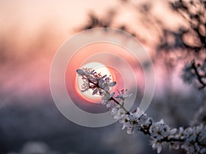 Beautiful shot of a cherry blossom tree branch on a sunset sky background