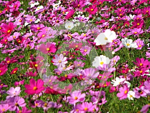 Beautiful shot of colorful Common Cosmos flowers on a green garden background