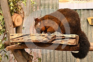 Beautiful shot of a Common brushtail possum