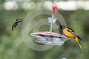 Beautiful shot of a couple of birds feeding from a birdfeeder