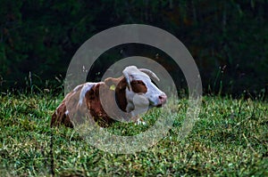 Beautiful shot of a cow grazing in the fiel