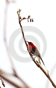 Crimson sunbird