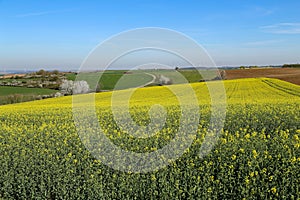 Beautiful shot of a cultivated colorful raps field in Germany during daylight