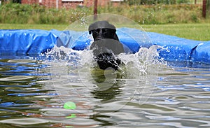 Beautiful shot of a cute black Labrador Retriever dog with a ball in her mouth playing in the water