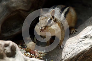 Beautiful shot of a cute chipmunk eating nuts in the Royal Botanical Gardens in summer