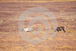 Beautiful shot of cute deers wandering in the Gates of the Arctic National Park