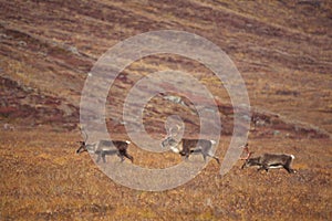 Beautiful shot of cute deers wandering in the  Gates of the Arctic National Park