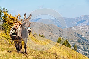 Beautiful shot of a cute donkey standing in the mountains of Mercantour national park in France