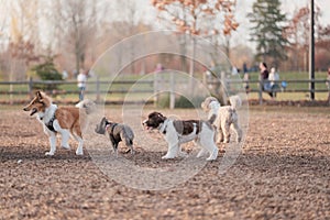 Beautiful shot of cute fluffy dogs playing tag at a dog park