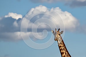 Beautiful shot of a cute giraffe with the clouds in the blue sky in the background