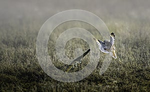 Beautiful shot of a cute owl trying to land on a piece of wood in the middle of a field