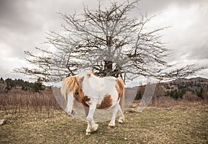 Beautiful shot of a cute shetland pony with an isolated bare tree in the background