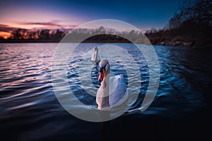 Beautiful shot of cute swans swimming in a lake during the sunset