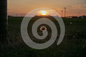 Beautiful shot of dandelion in the field with a sunset background