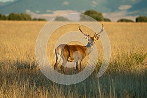 Beautiful shot of a deer on the grass field of Cabaneros National Park in Montes de Toledo, Spain