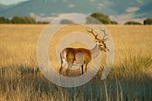 Beautiful shot of a deer on the grass field of Cabaneros National Park in Montes de Toledo, Spain photo