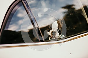 Beautiful shot of a dog looking out of a car window - perfect for background