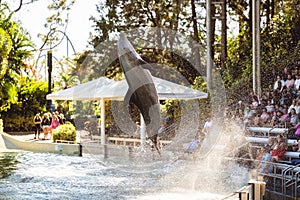 Beautiful shot of a dolphin jumping out of the water at Seaworld in Orlando, Florida