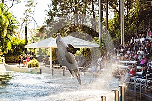 Beautiful shot of a dolphin jumping out of the water at Seaworld in Orlando, Florida