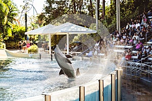 Beautiful shot of a dolphin jumping out of the water at Seaworld in Orlando, Florida