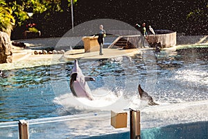 Beautiful shot of a dolphin jumping out of the water at Seaworld in Orlando, Florida