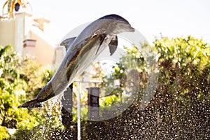 Beautiful shot of a dolphin jumping out of the water at Seaworld in Orlando, Florida