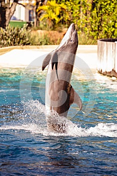 Beautiful shot of a dolphin jumping out of the water at Seaworld in Orlando, Florida