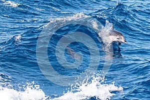 Beautiful shot of dolphins jumping over sea waves in Sao Miguel, Acores, Azores, Portugal photo