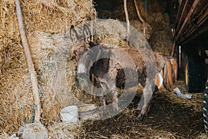Beautiful shot of a donkey in a barn full of hay