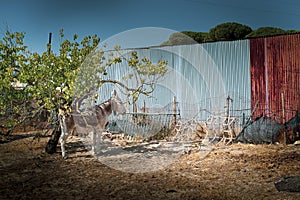 Beautiful shot of a donkey standing in the backyard of a village house in a sunny day