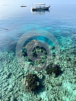 Maldives Holiday Atoll - under water coral fish world photo