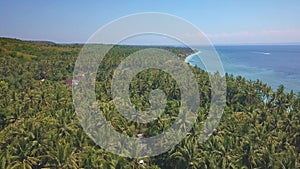 Beautiful shot from drone above palm trees jungle along the sea flying over tropical paradise beach in the island of Bali in