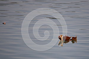 Beautiful shot of a dry autumn leaf floating on the water