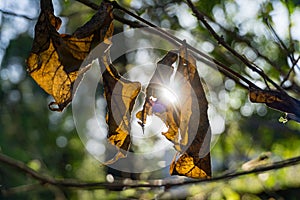 A beautiful shot of dry autumn leaves against Sun in the forest of Dehradun Uttarakhand India