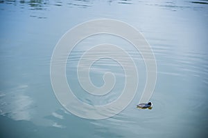 Beautiful shot of a duck swimming in a lkae photo