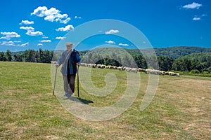 Beautiful shot of an elderly shepherd near his herd of sheep on a meadow