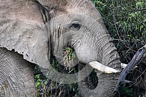 Beautiful shot of an elephant at Pilansberg Nature Reserve photo