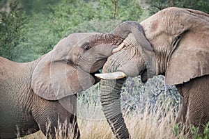Beautiful shot of elephants at Pilansberg Nature Reserve photo