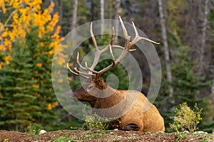 Beautiful shot of an elk resting on the ground - Cervus canadensis nelsoni