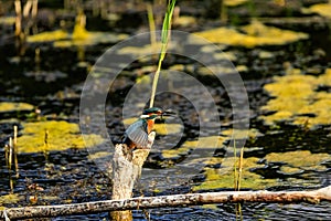 Beautiful shot of a European Kingfisher near Lakenheath Fen, Suffolk,UK