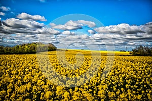 Beautiful shot of a field of yellow Rapeseed flowers under the blue sky with clouds