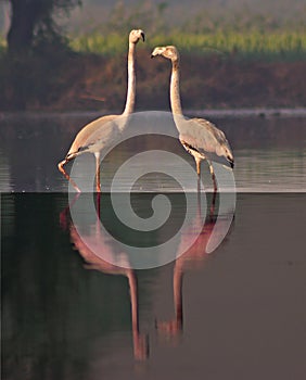 Beautiful shot of flamingos in the pond