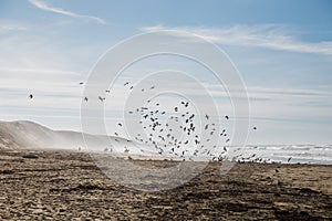 Beautiful shot of a flock of birds on the beach