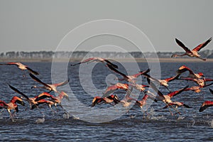 Beautiful shot of a flock of flamingos taking off the water for migration