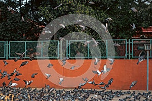 Beautiful shot of a flock of pigeons flying or feeding outdoors