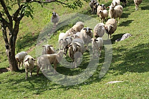 Beautiful shot of a flock of sheep