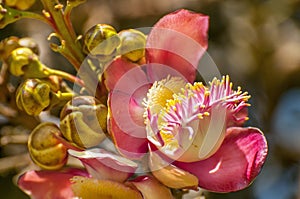 A beautiful shot of a flower from the unusual cannonball tree Couroupita guianensis, Viharamahadevi Park, Colombo, Sri Lanka photo