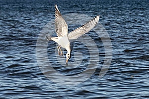 Beautiful shot of a flying seagull over the blue wavy water holding food with the beak