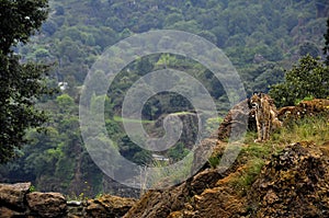 Beautiful shot of a forested landscape in Lince at daytime photo